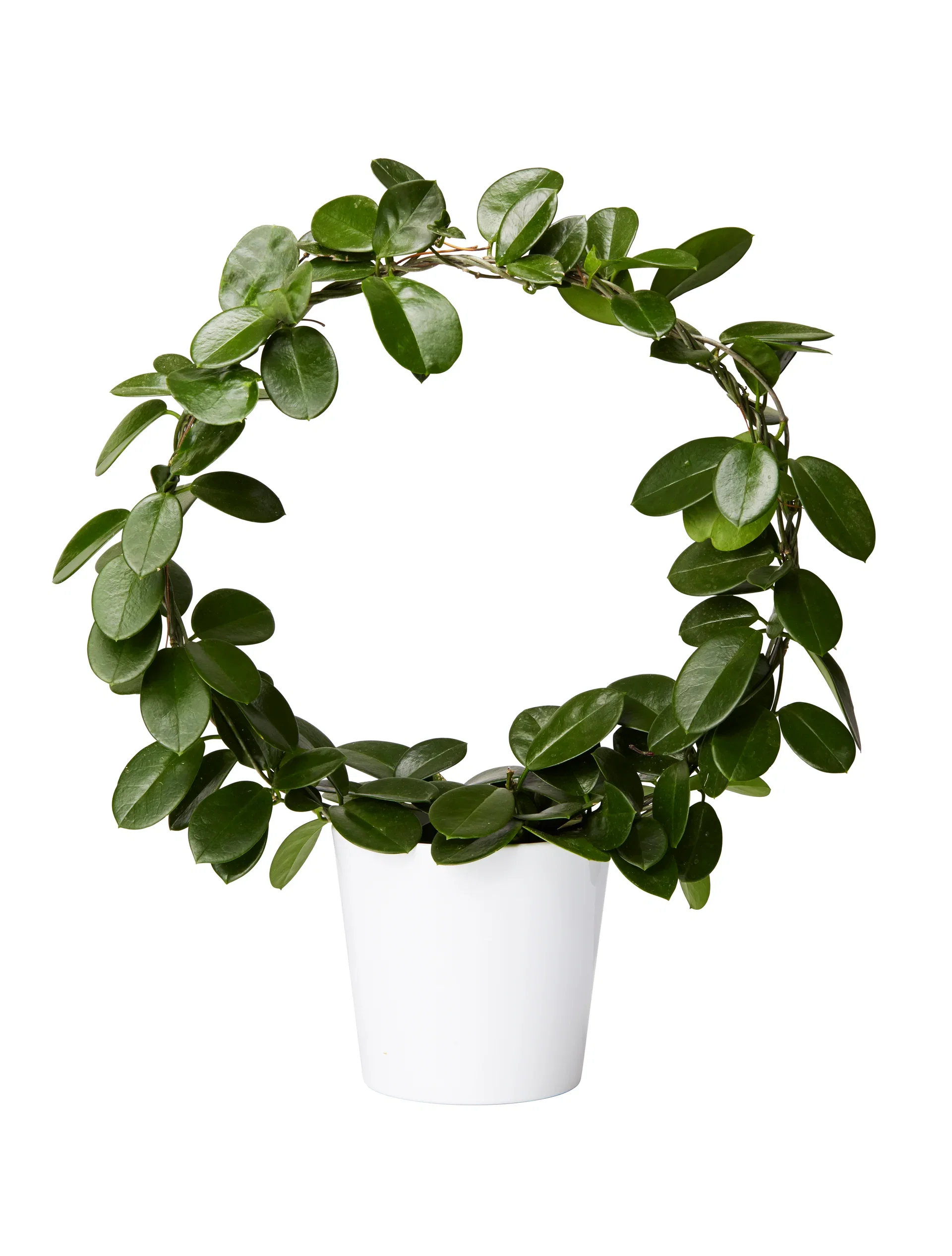 Porslinsblomma på båge