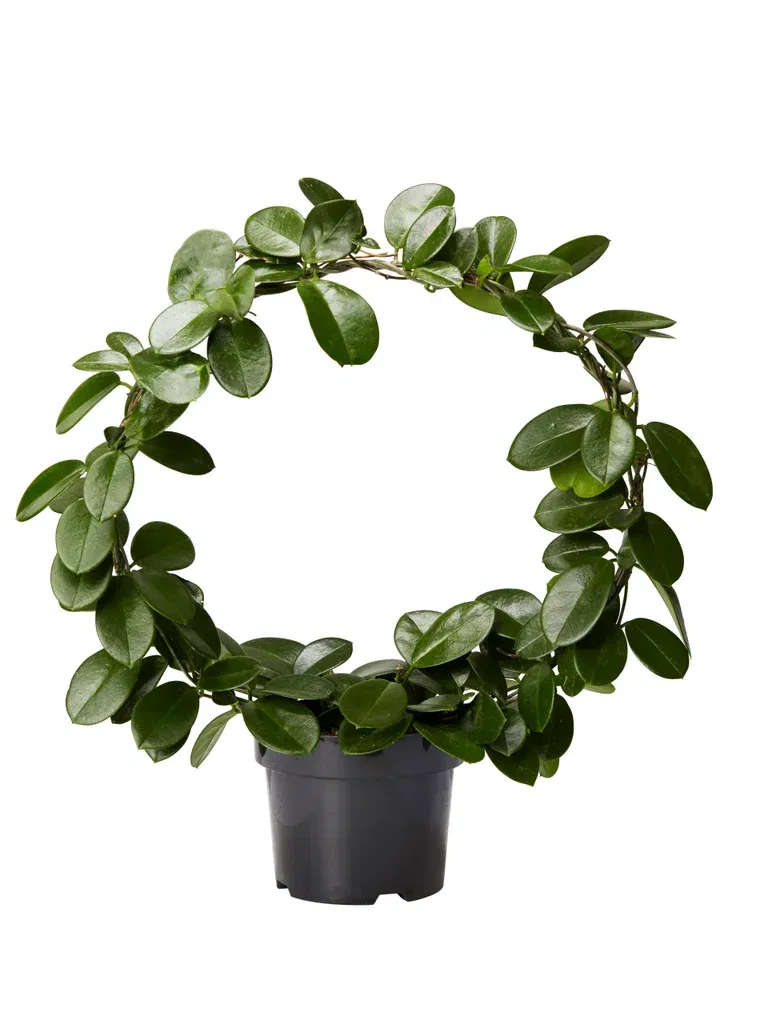 Porslinsblomma på båge