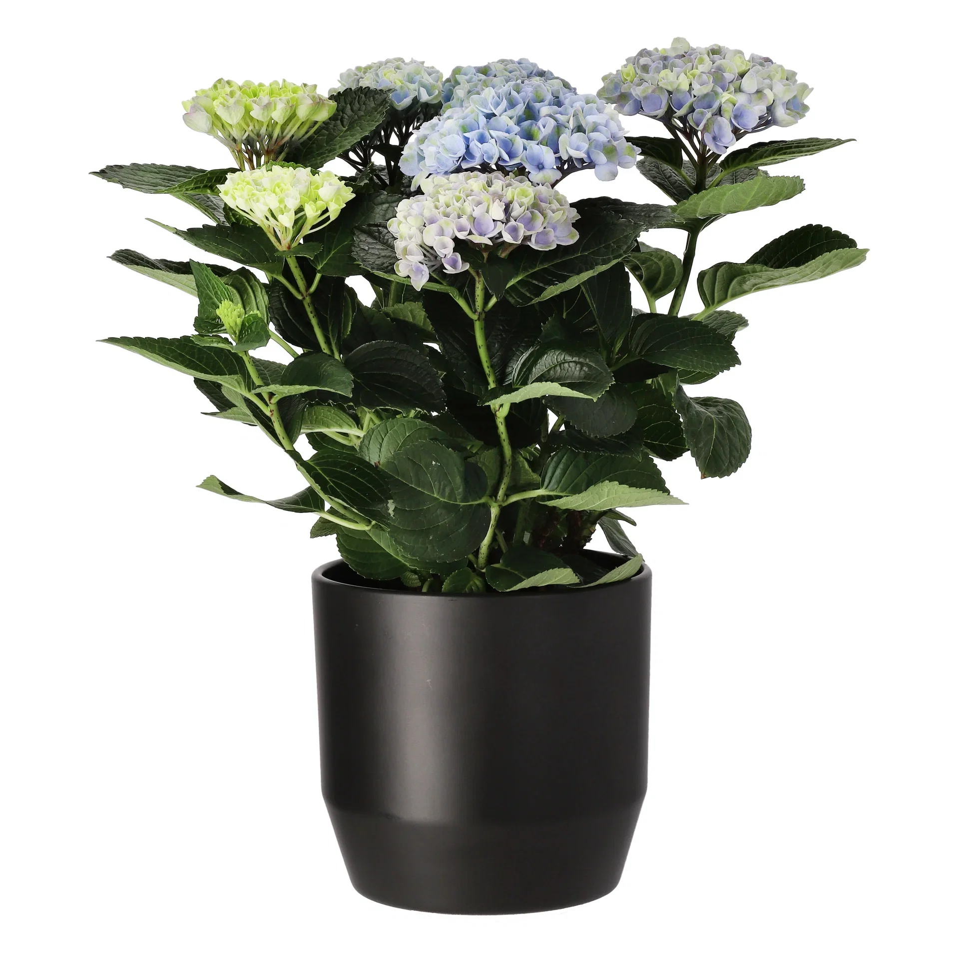 Hortensia 'Magical'