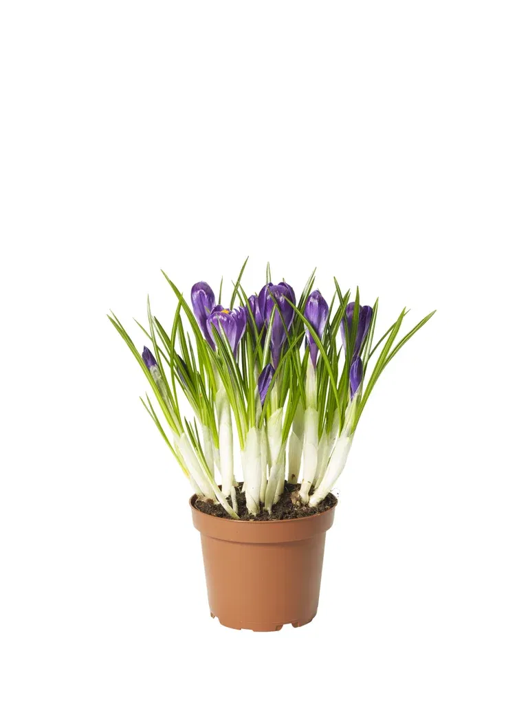 Krokus 'Flower Record'