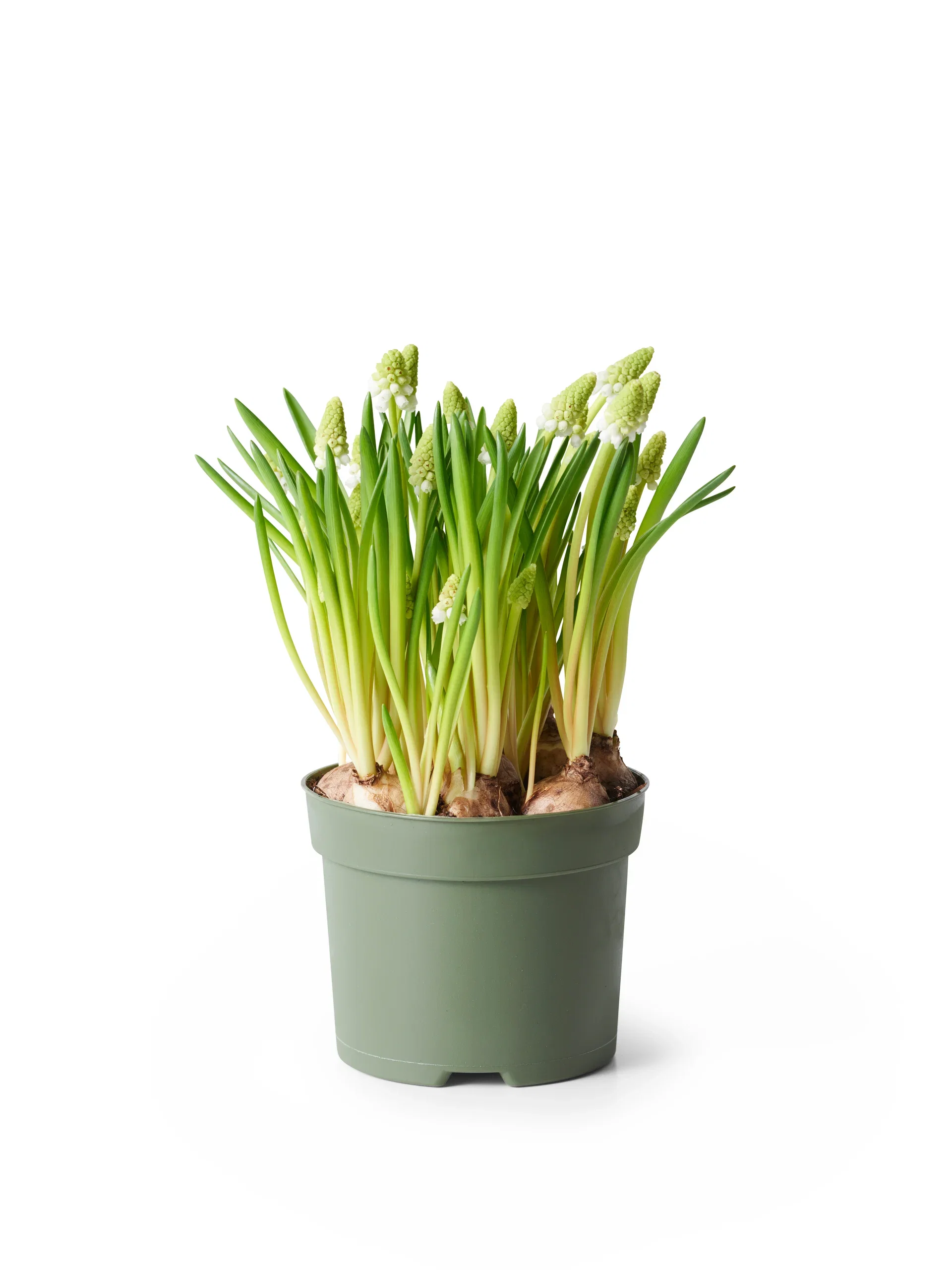 Persisk pärlhyacint 'White Magic'