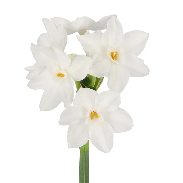 Vit tazett 'Paperwhite Ziva'