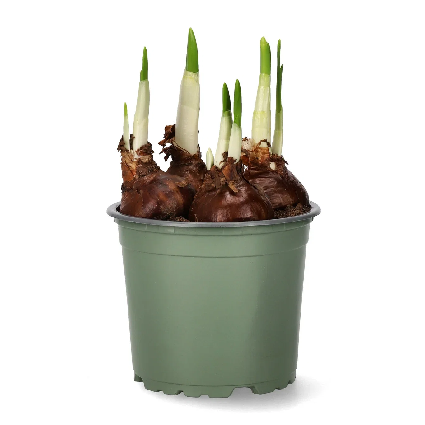 Vit tazett 'Paperwhite Ziva'