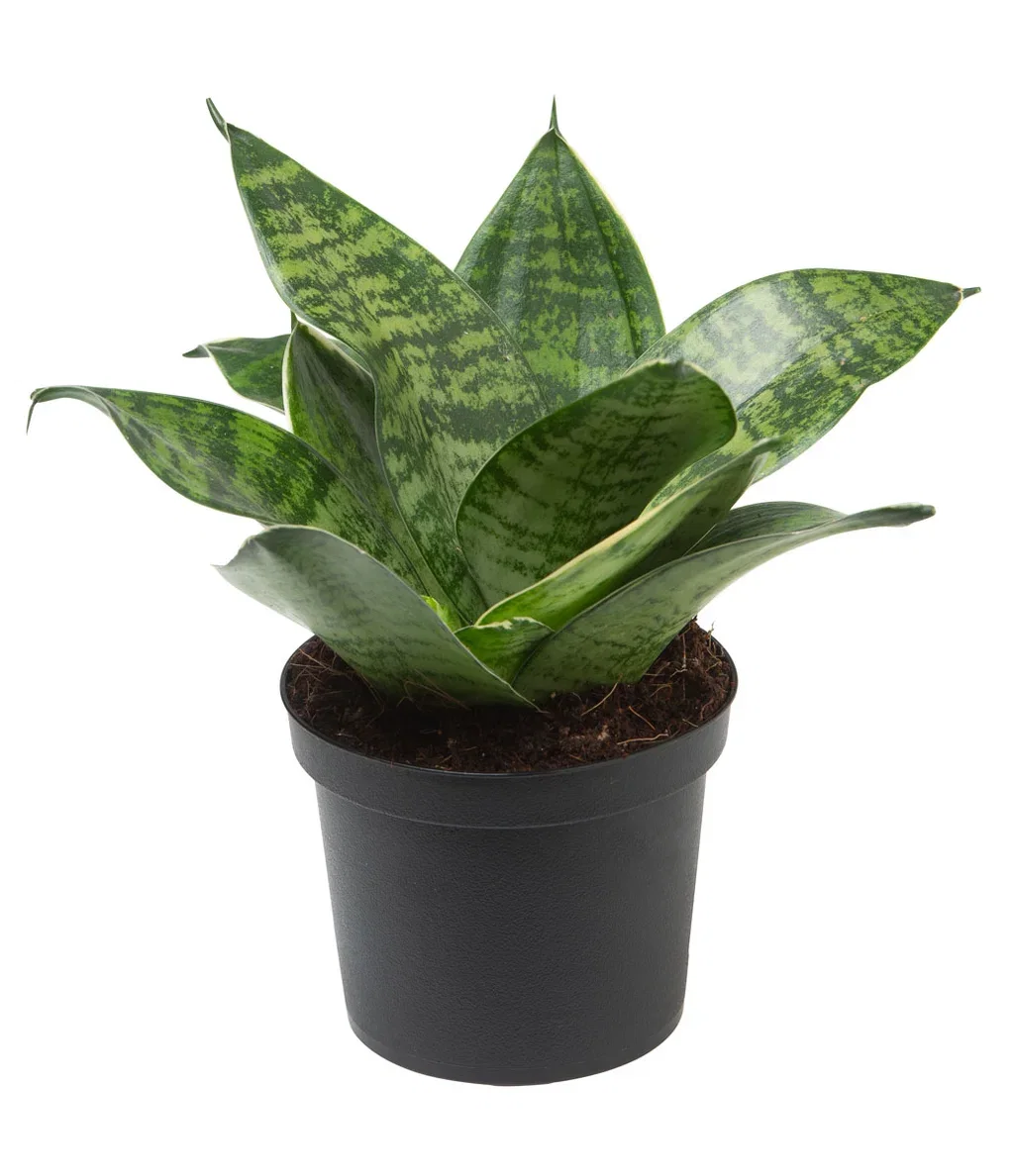 Svärmors tunga 'Hahnii'