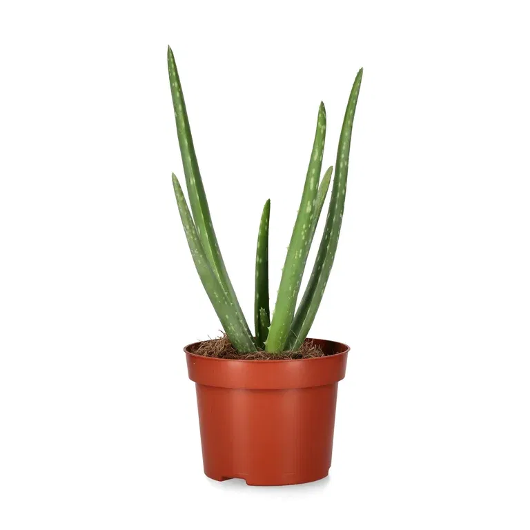 Äkta aloe