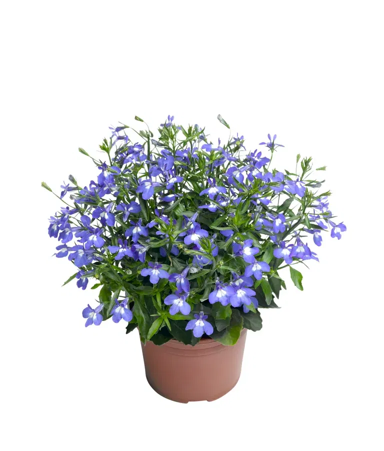 Lobelia