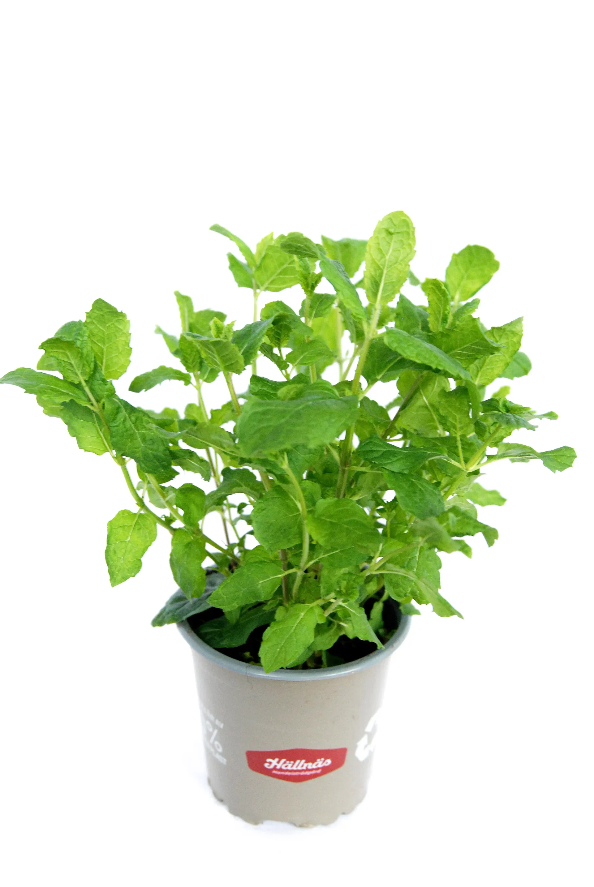 Marockansk mynta KRAV