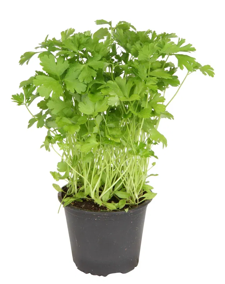 Slätbladig persilja 'Gigante di Napoli' KRAV