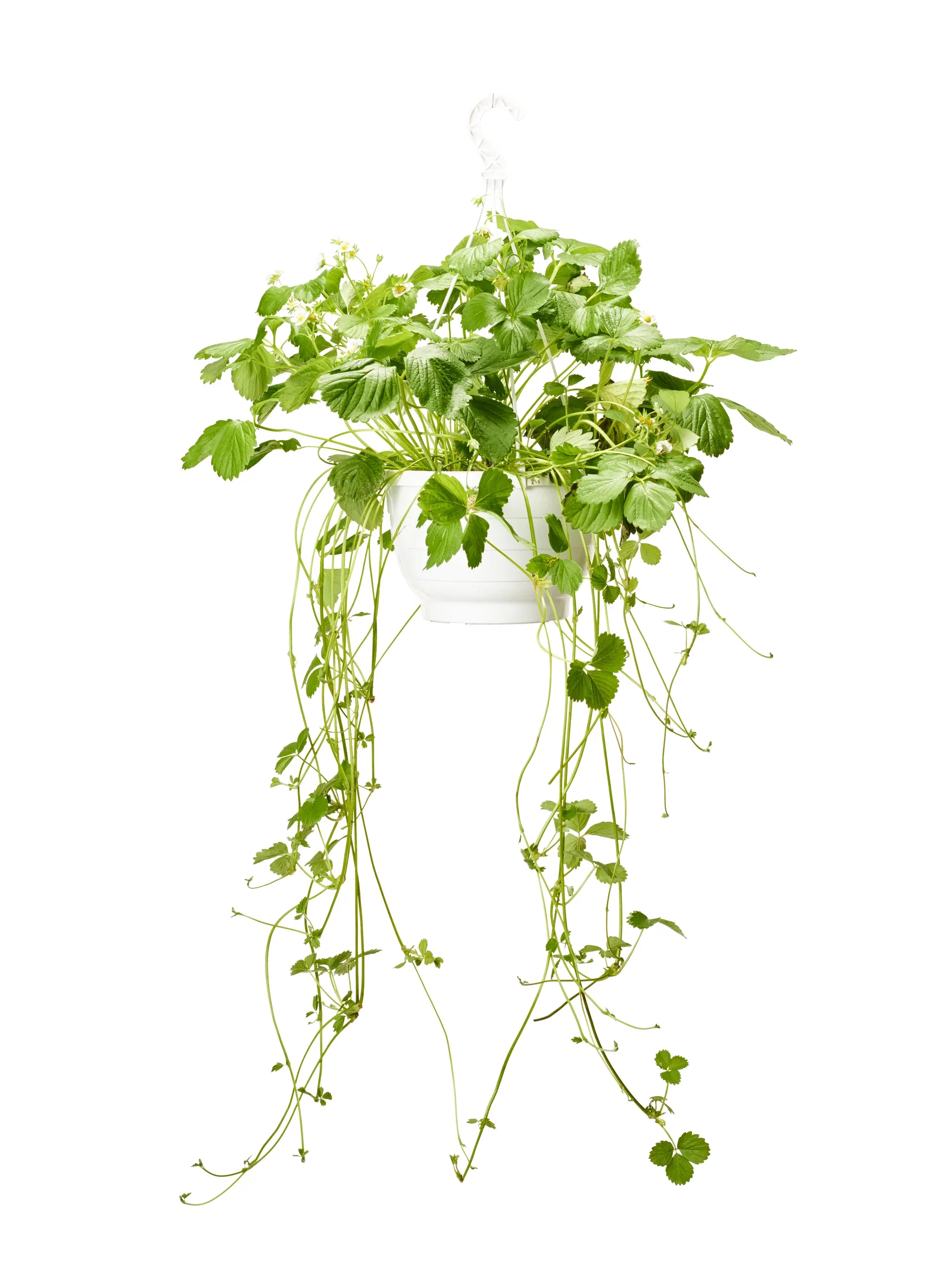 Jordgubbe 'Delizz' i ampel