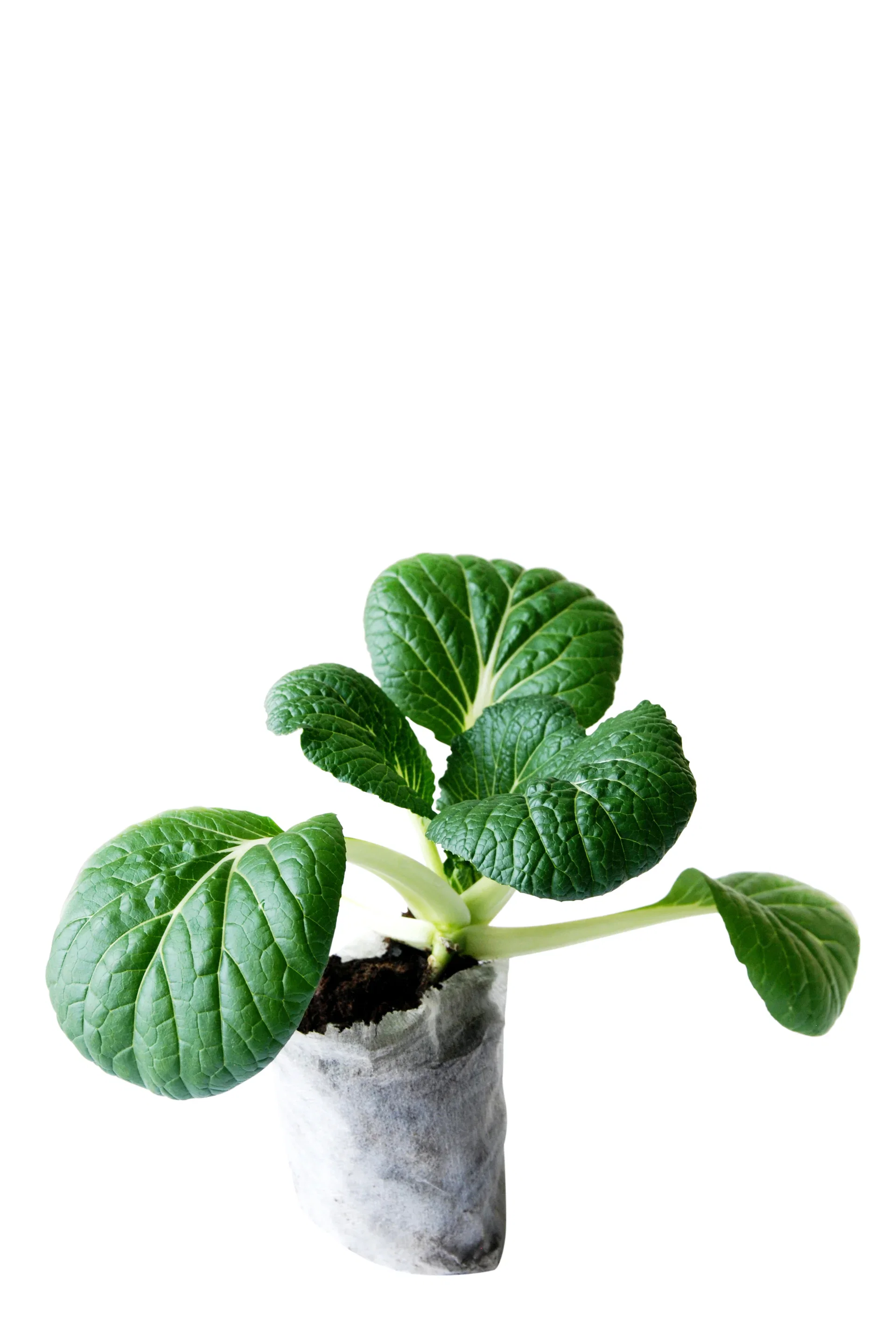 Pak Choi KRAV