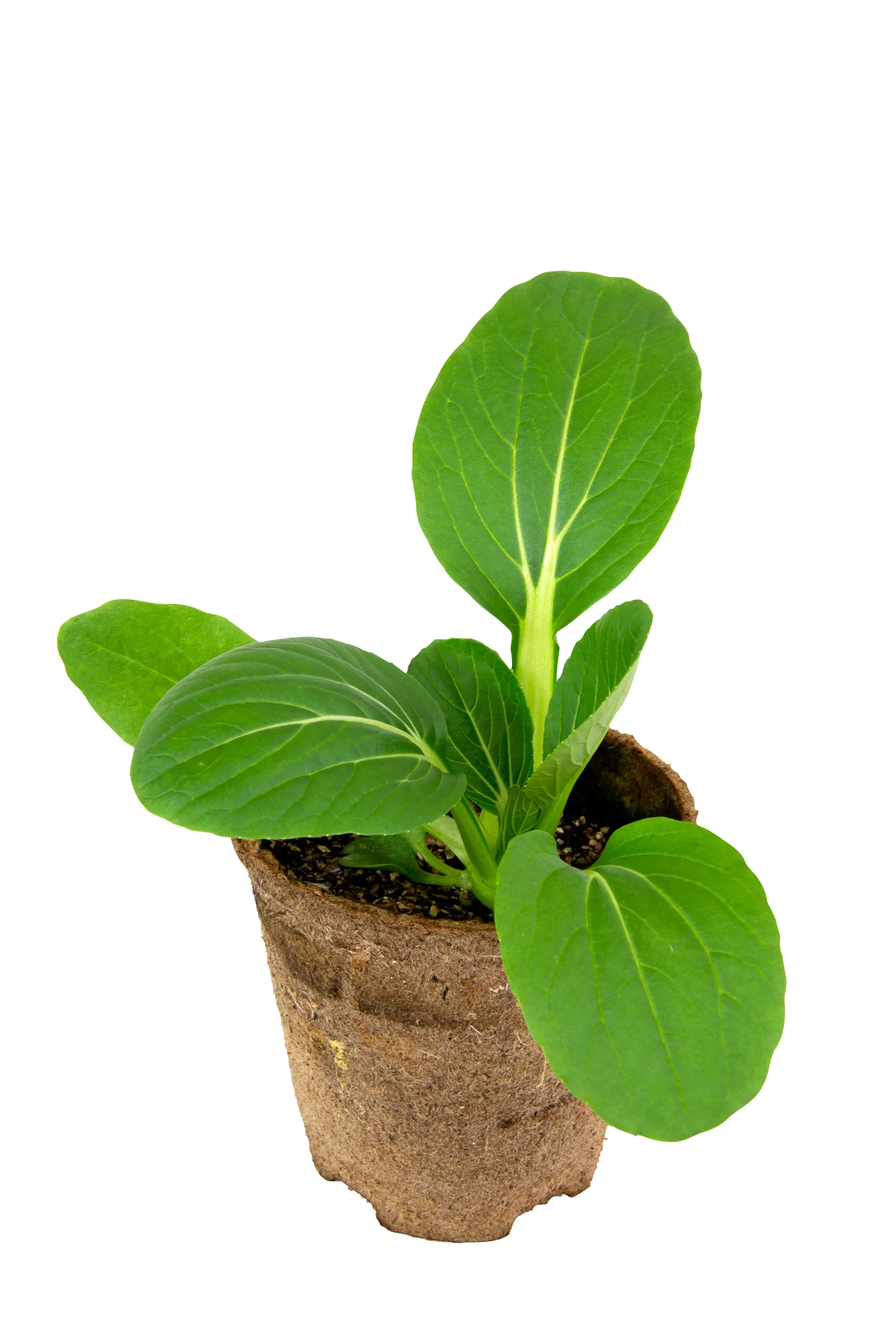 Pak Choi KRAV