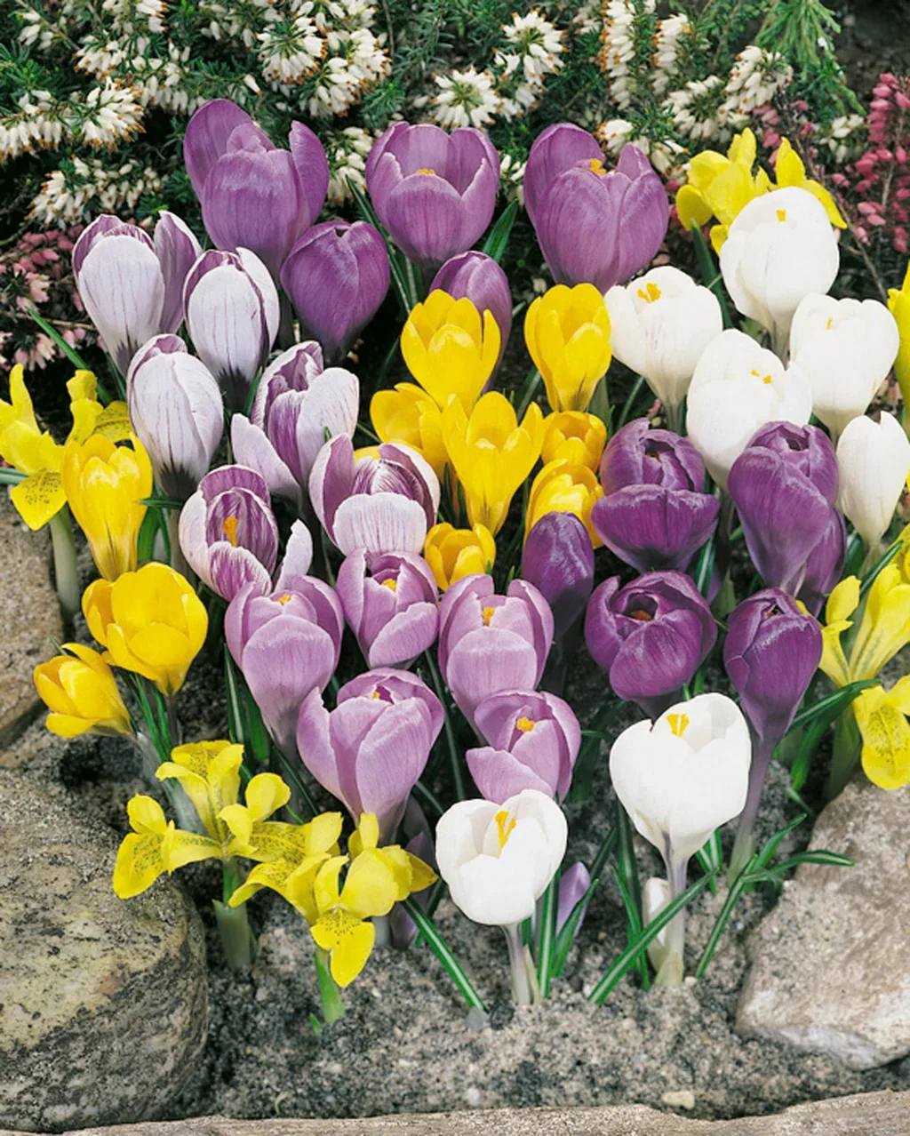 Storblommig vårkrokus mix