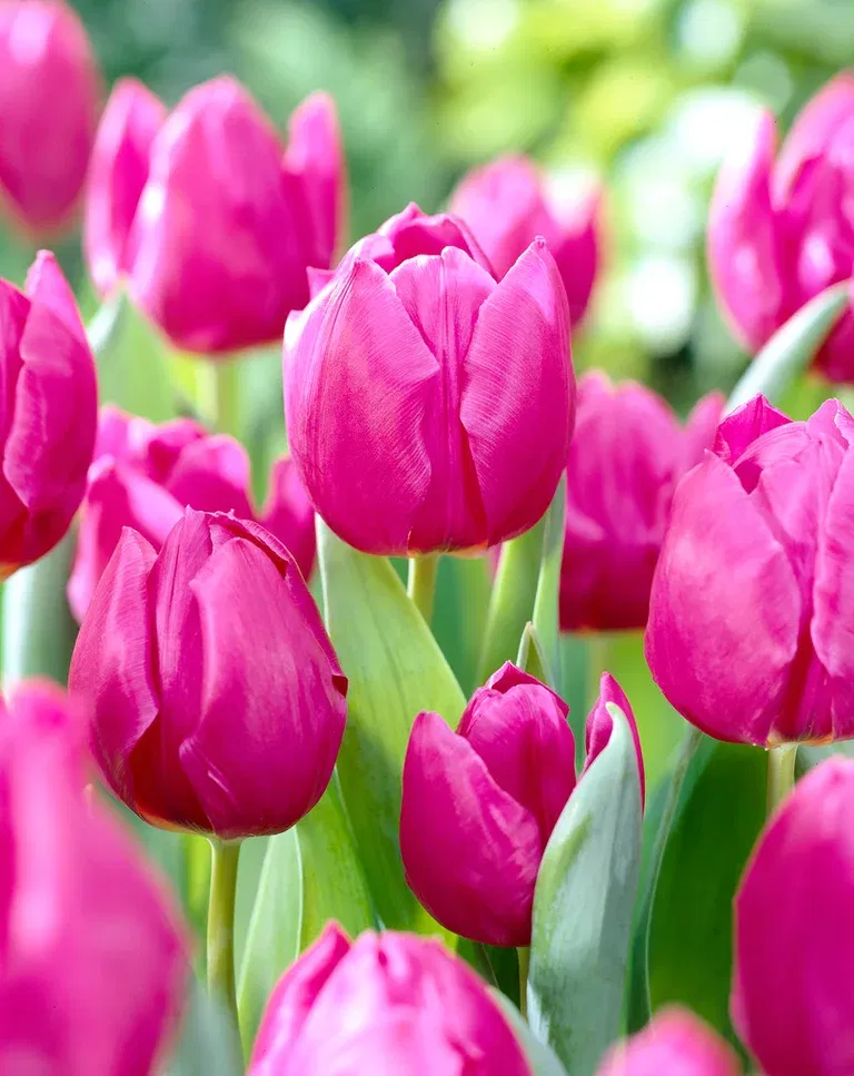 Tulpan 'Purple Prince'