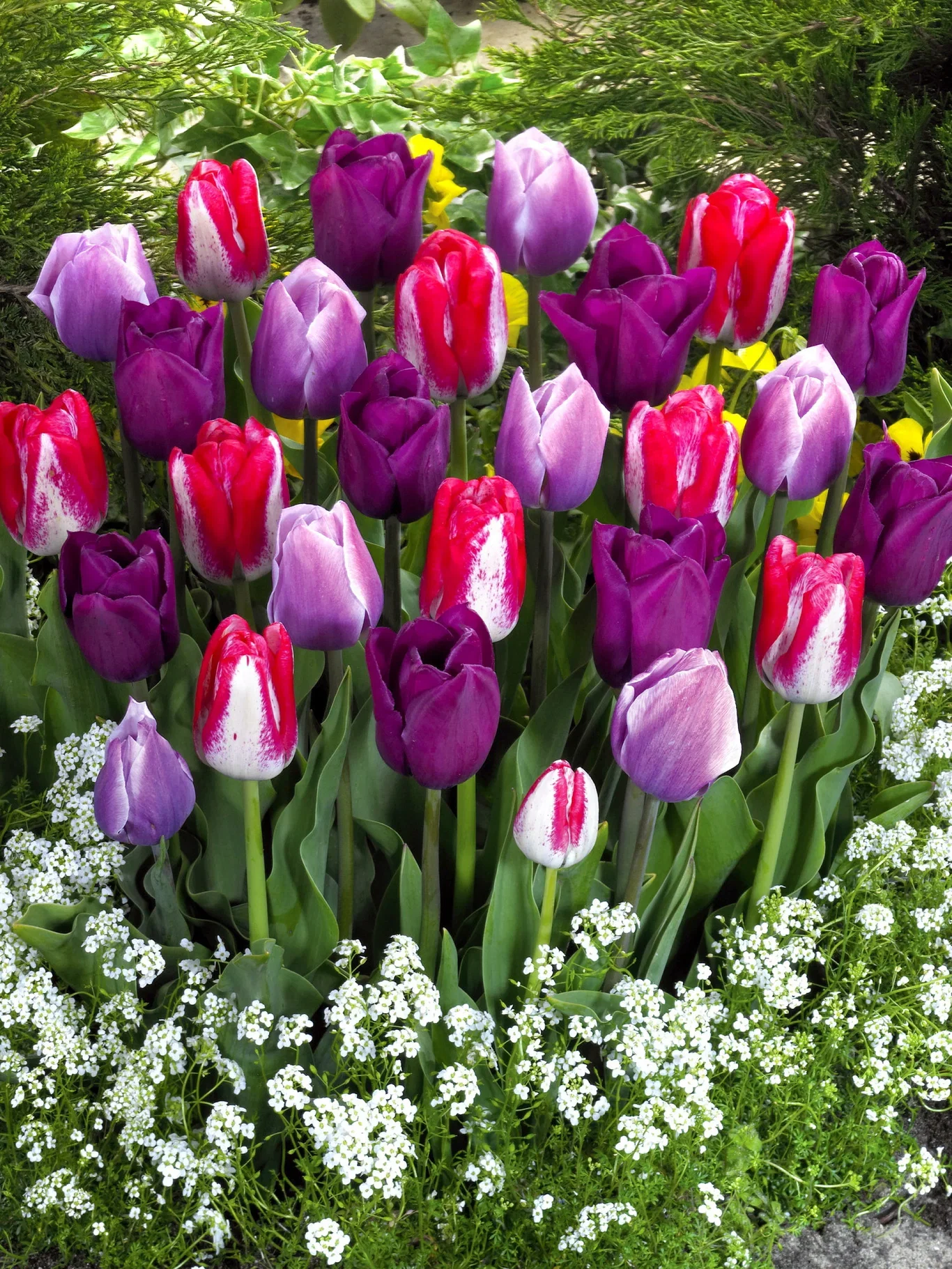 Tulpanmix Lovers Blend