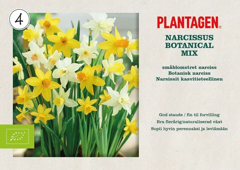 Narcisslök mix EKO