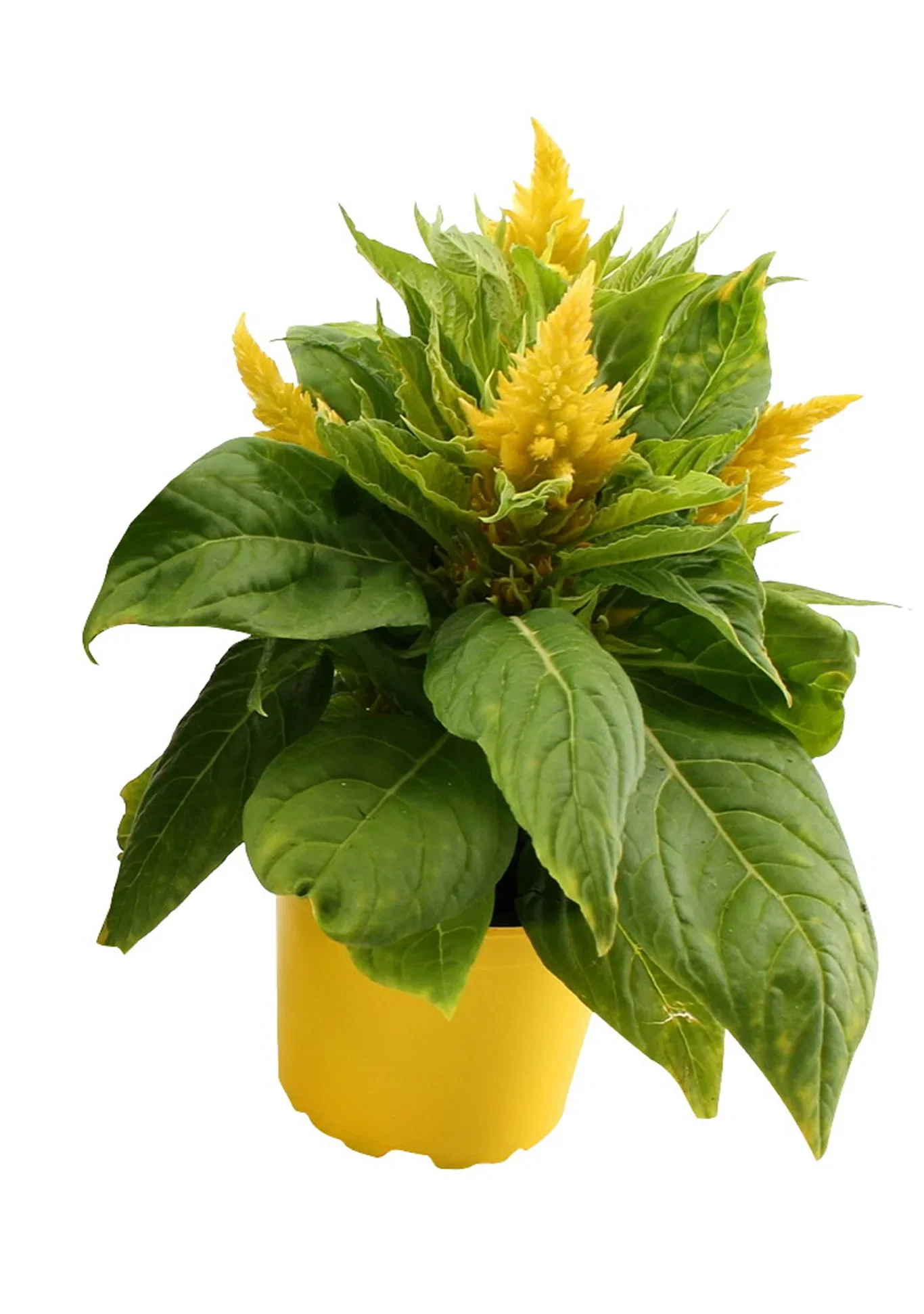 Plymört 'Kelos Fire'