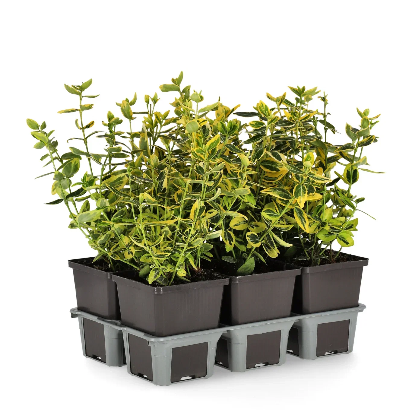 Klätterbenved 'Emerald 'n' Gold'