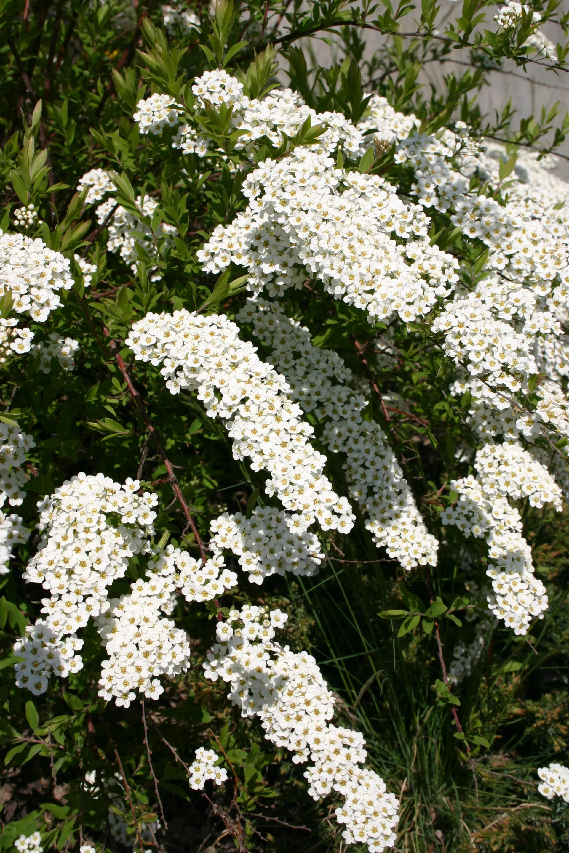 Spiraea cinerea 'Grefsheim'
