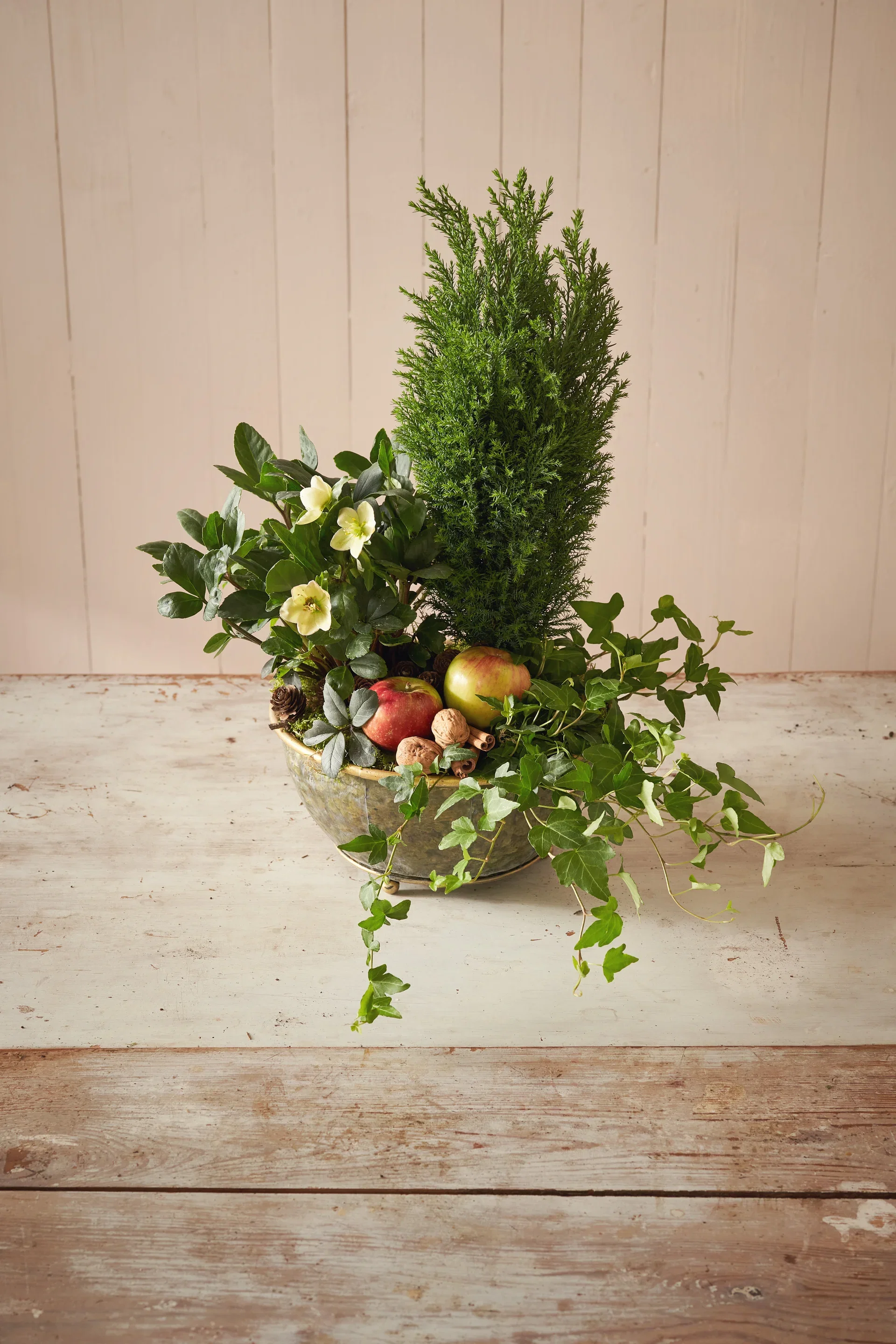 Murgröna medellånga rankor