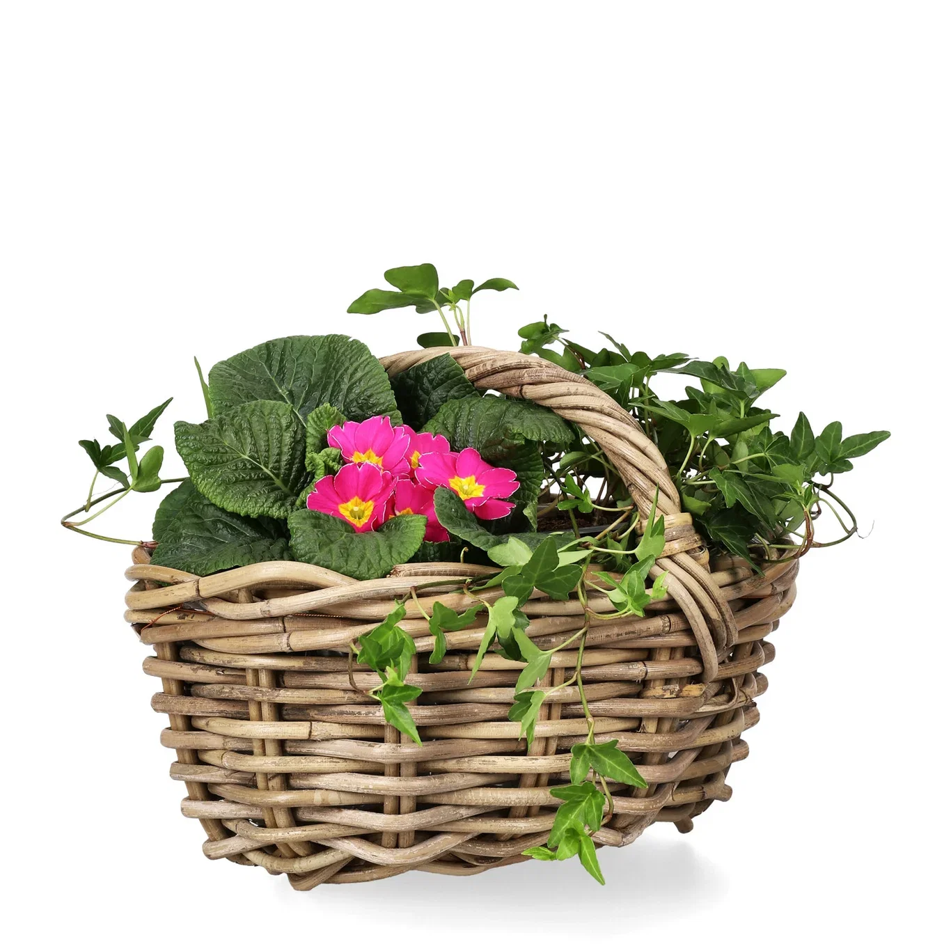 Murgröna medellånga rankor