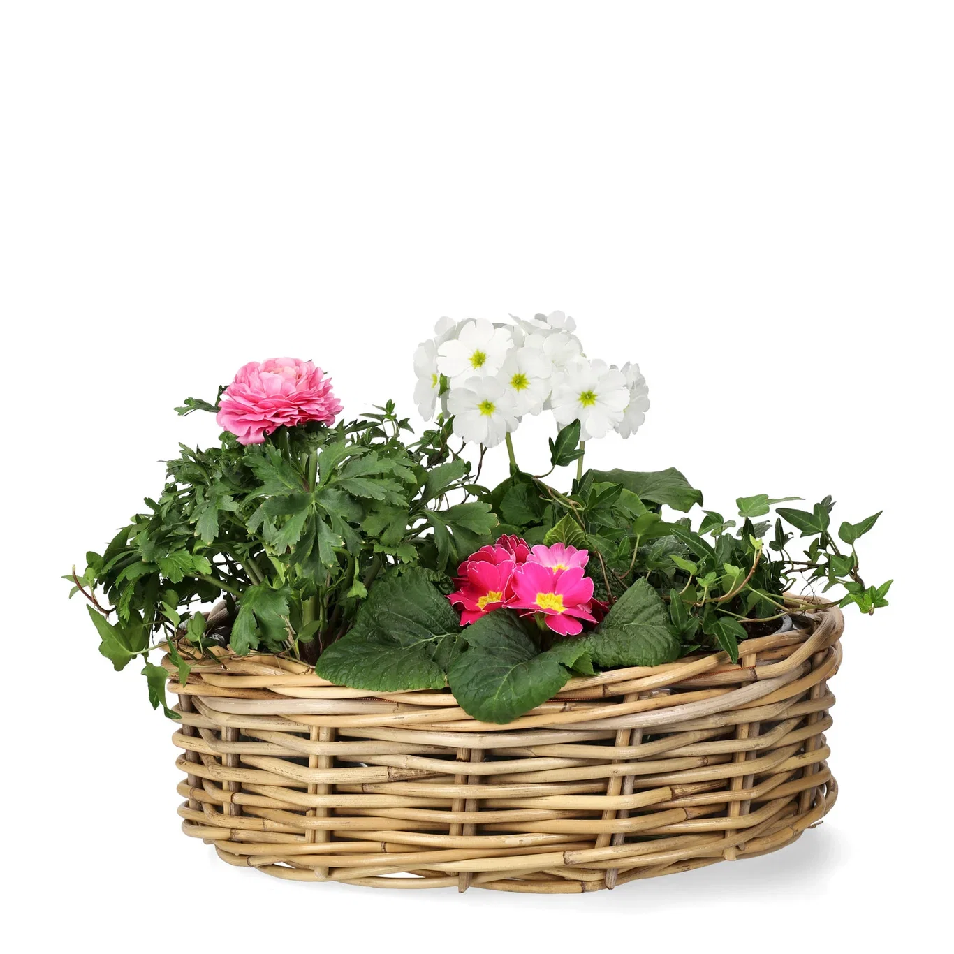 Murgröna medellånga rankor