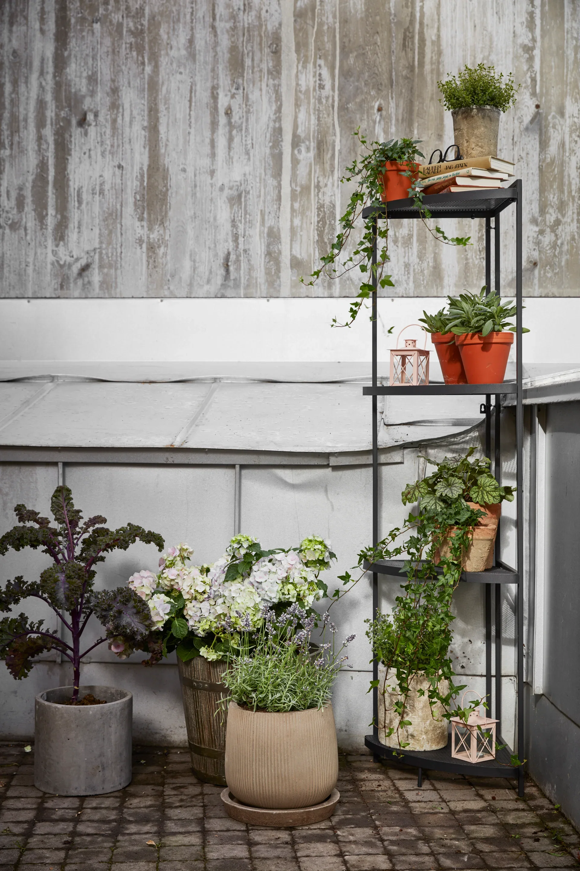 Murgröna långa rankor