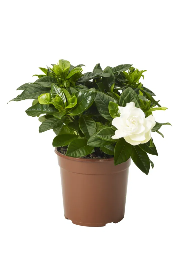 Gardenia