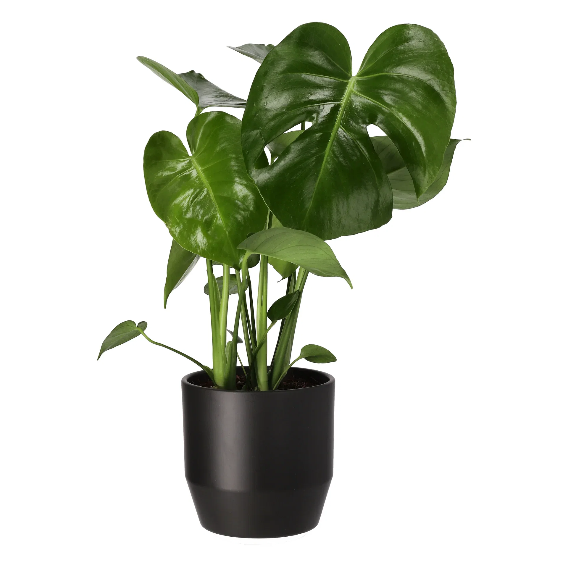 Monstera
