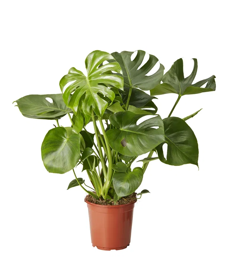 Monstera