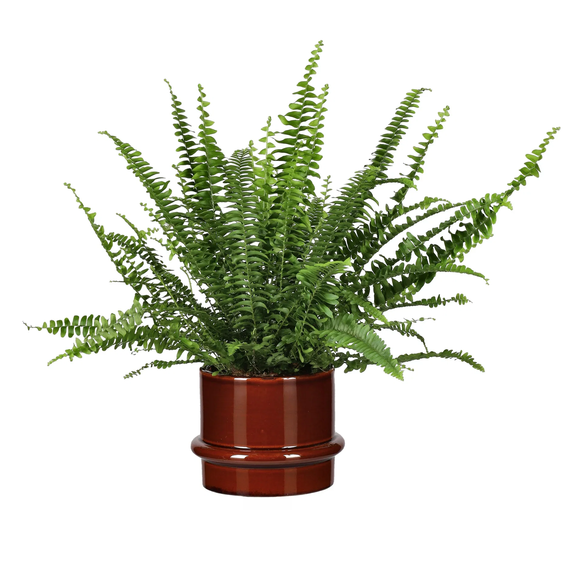 Spjutbräken 'Green Lady'