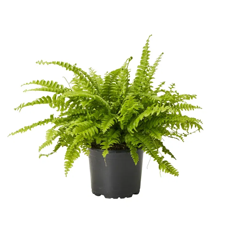 Spjutbräken 'Green Lady'