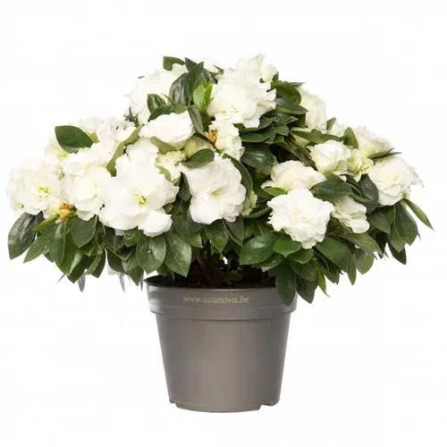 Azalea AIKO WHITE