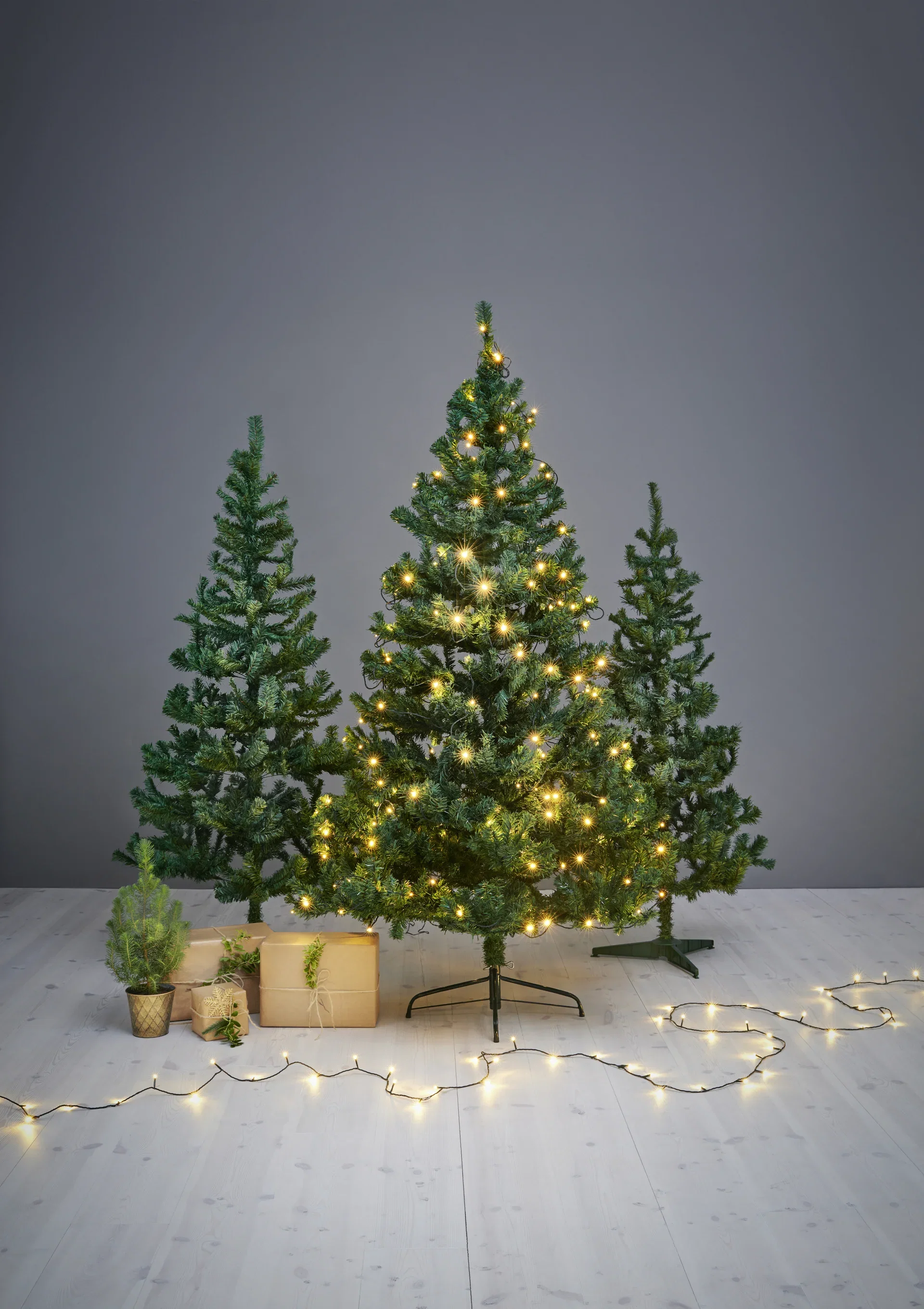 Pinje 'Silver Crest'