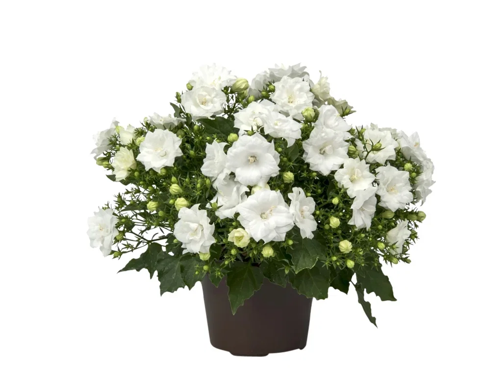 Murklocka 'Like Mee'