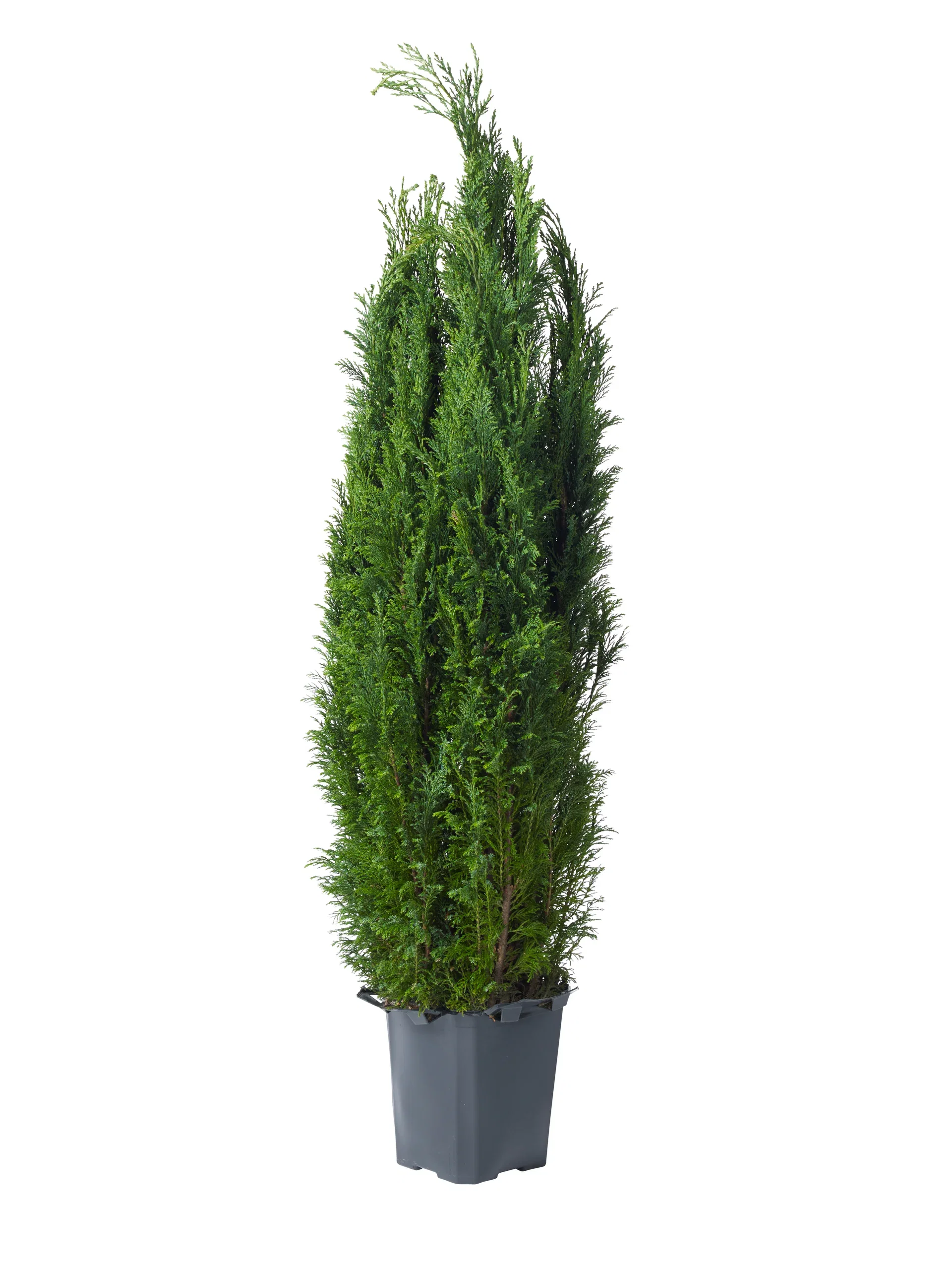 Ädelcypress 'Ellwoodii'