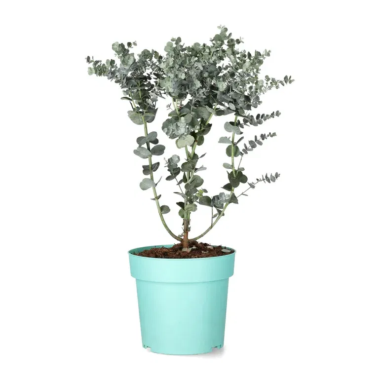 Silvereukalyptus 'Azura'