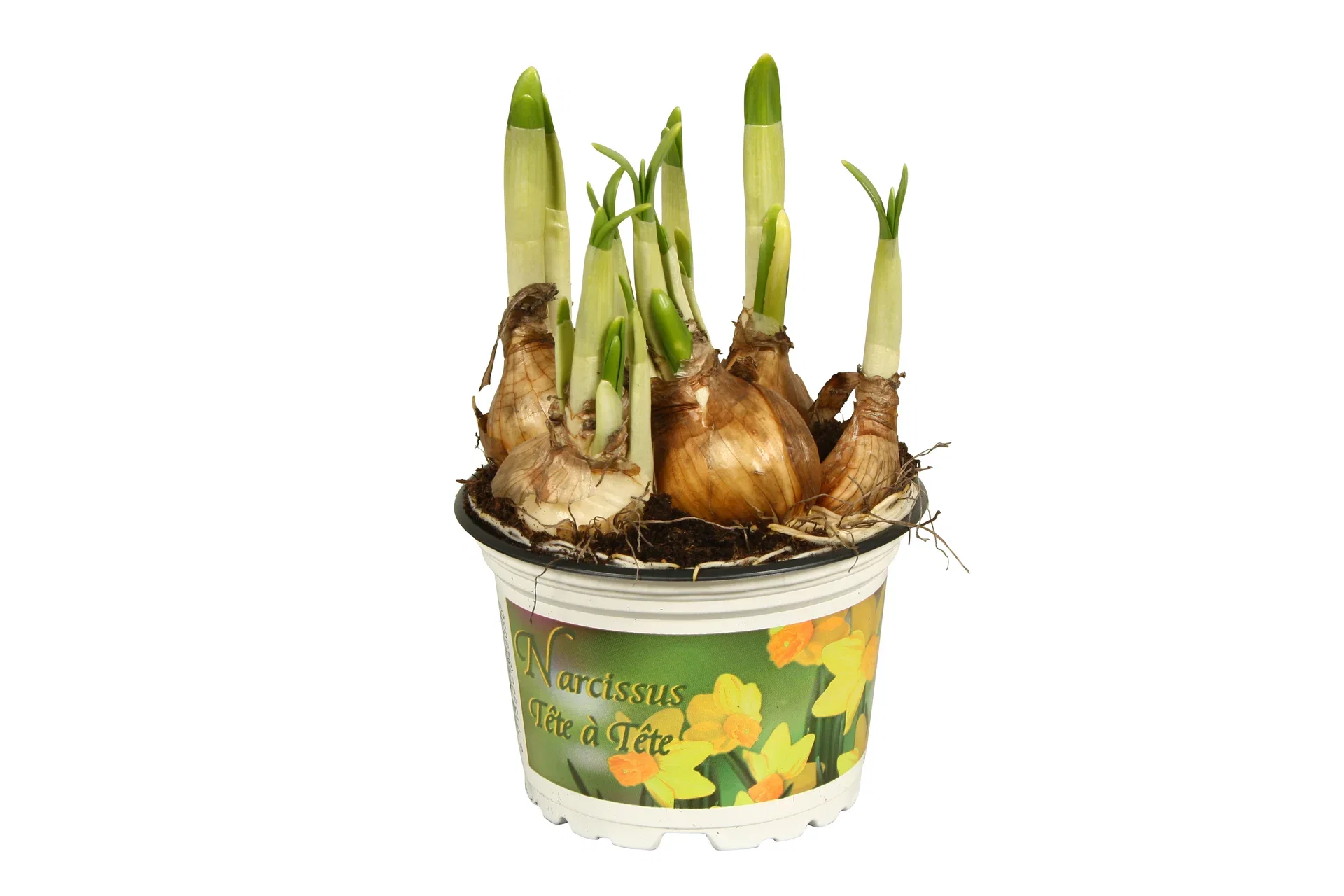 Minipåsklilja 'Tête-à-Tête'