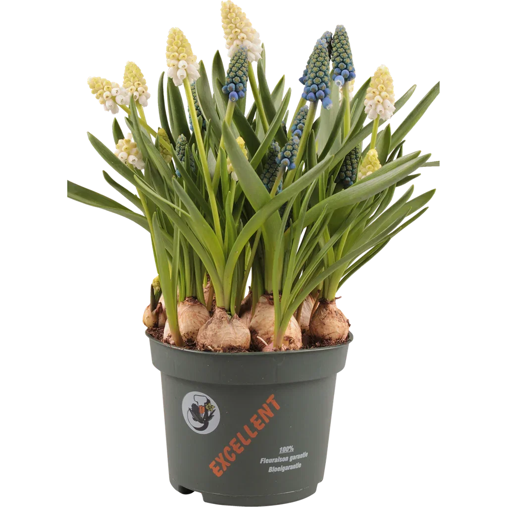 Pärlhyacint 'White & Blue'