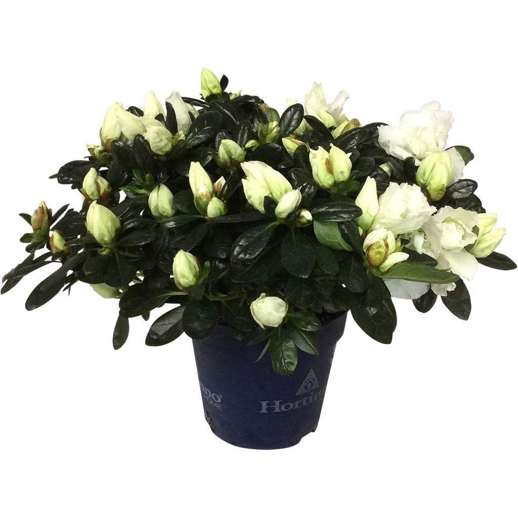 Azalea 'Christine Belli'
