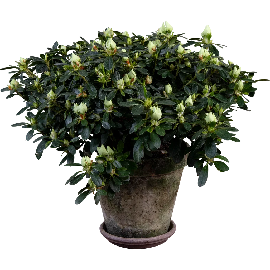 Azalea 'Christine Belli'