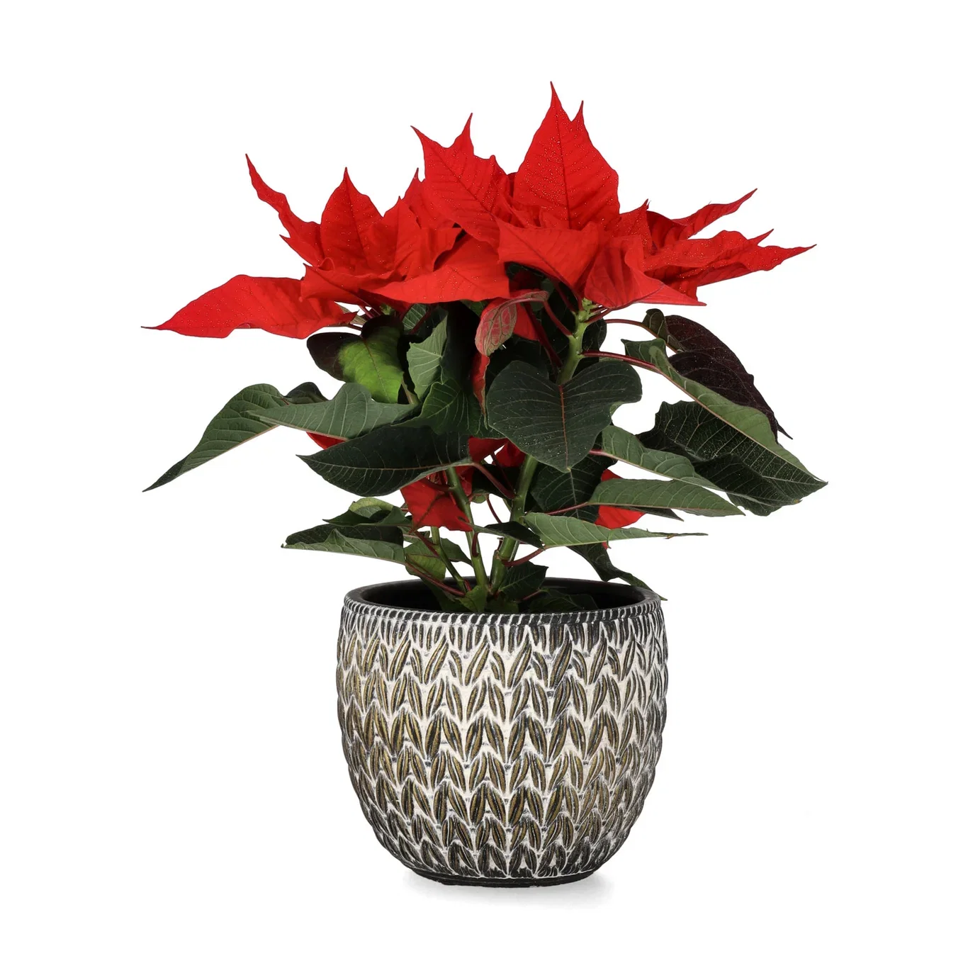 Julstjärna flergrenad glitter