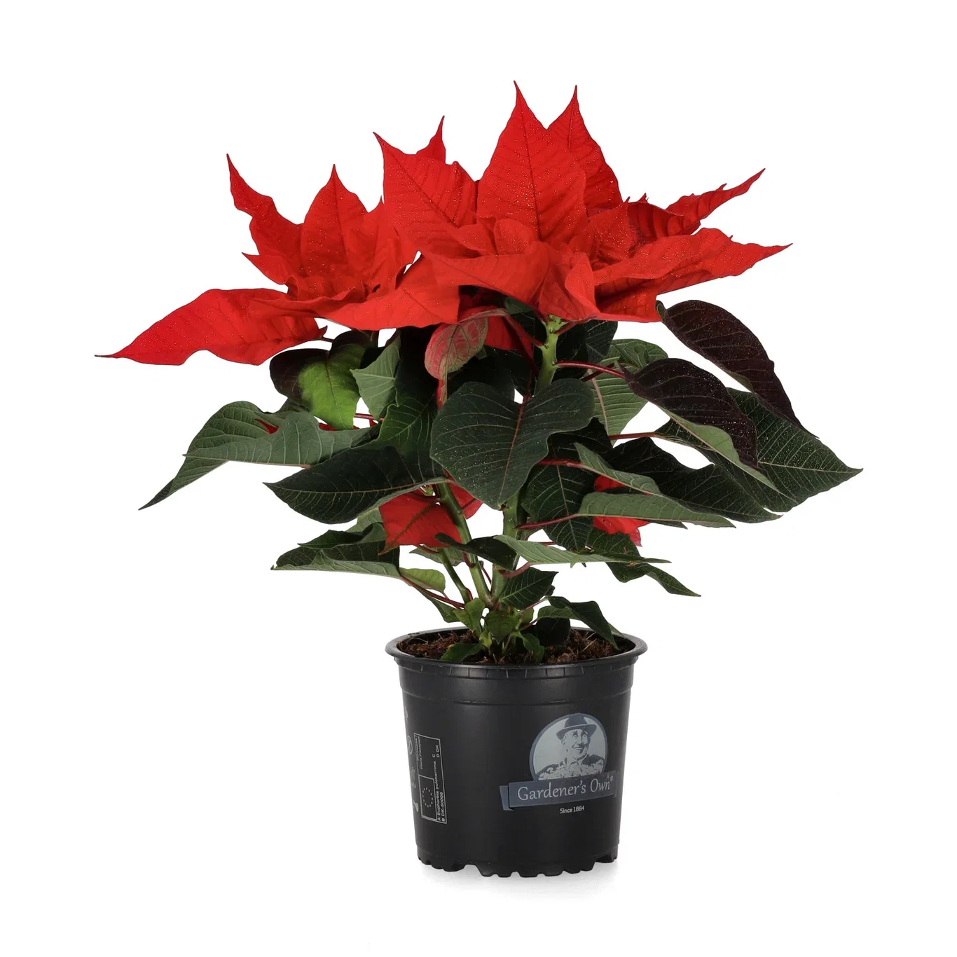 Julstjärna flergrenad glitter