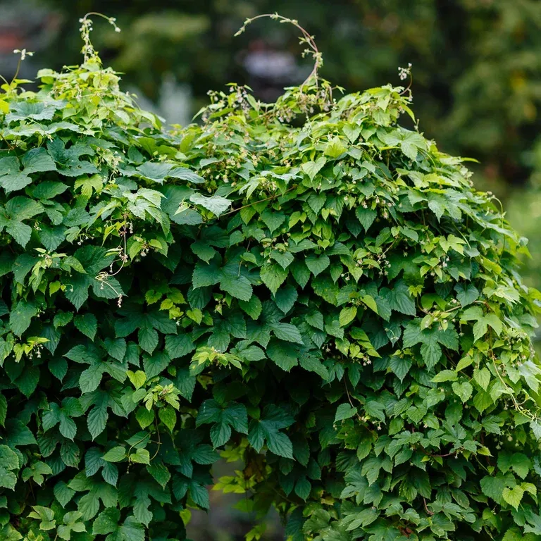 Humle 'Nordbrau', honplanta