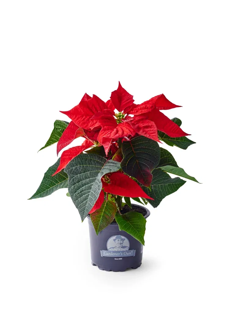 Julstjärna flergrenad