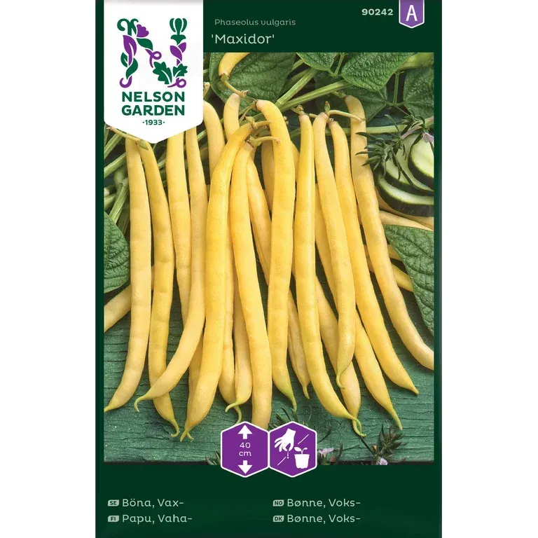 Vaxböna 'Maxidor'
