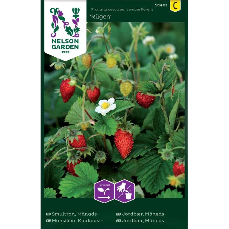 Månadssmultron 'Rügen'