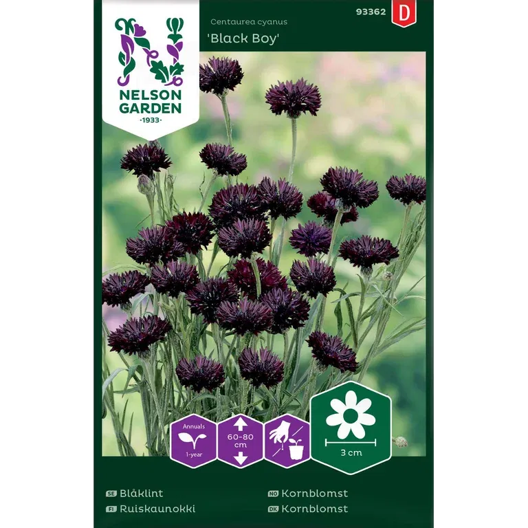 Blåklint 'Black Boy'