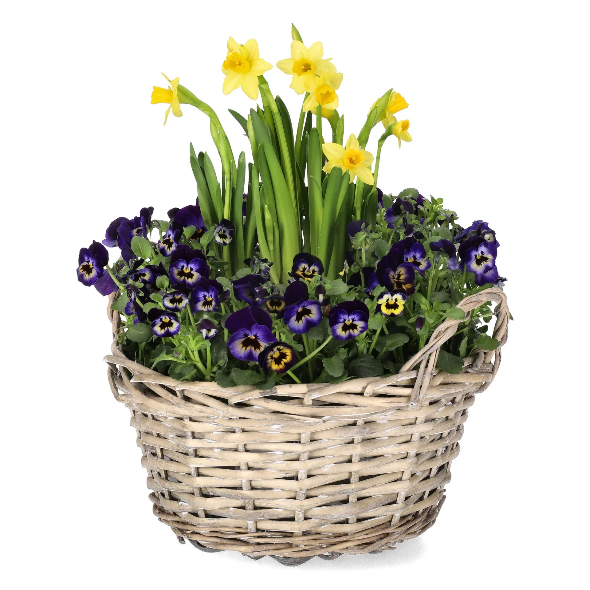 Pensé och påsklilja i skål