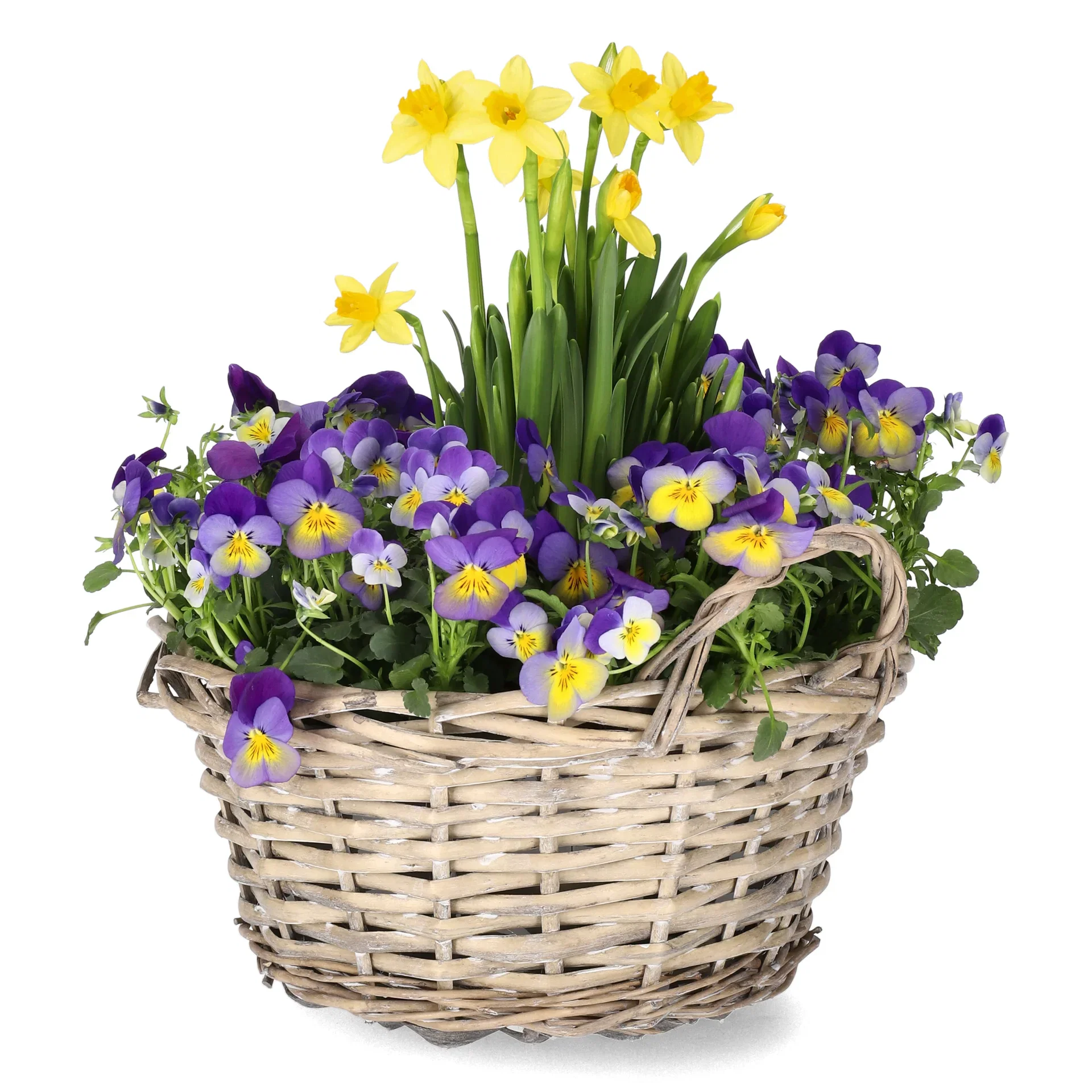 Pensé och påsklilja i skål