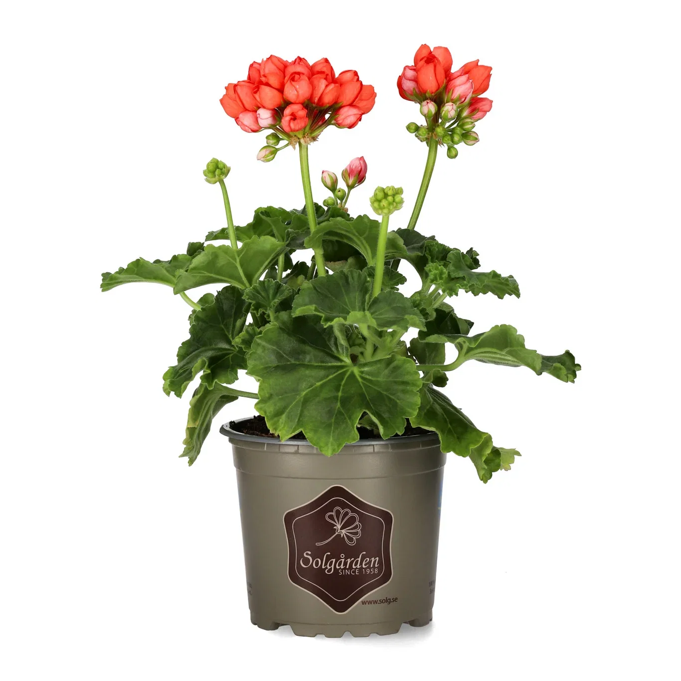 Tulpanpelargon 'Red Pandora'